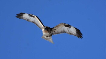 2022年1月3日(月) 小諸発電所第一調整池(杉の木貯水池)の野鳥観察記録