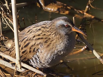 2022年1月3日(月) 秋ヶ瀬公園の野鳥観察記録