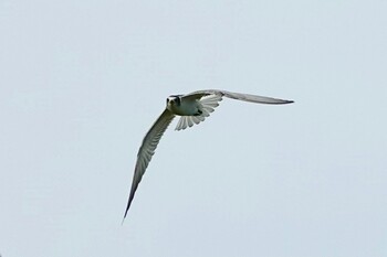 Whiskered Tern 黒島(八重山郡) Sat, 10/30/2021