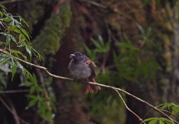 Black Paradise Flycatcher Unknown Spots Sun, 7/2/2017