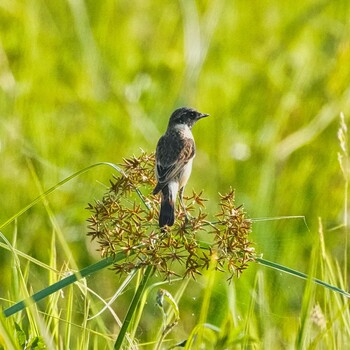 シベリアノビタキ Nong Bong Kai Non-Hunting Area 2021年12月26日(日)