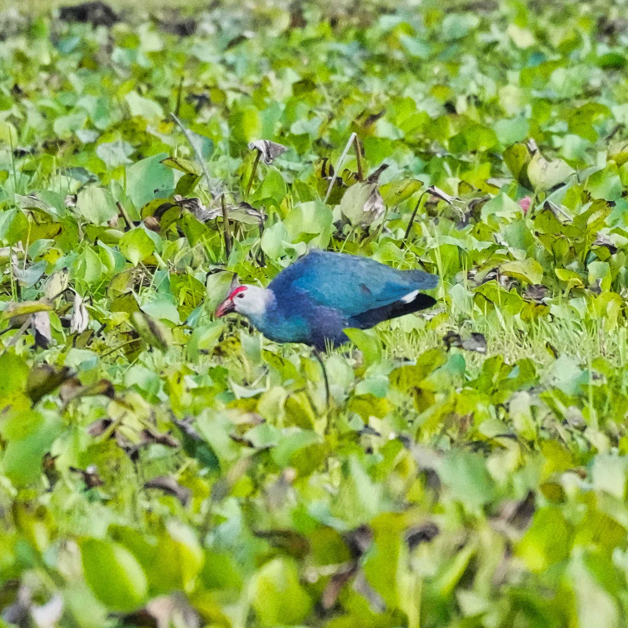 Photo of Grey-headed Swamphen at Nong Bong Kai Non-Hunting Area by span265