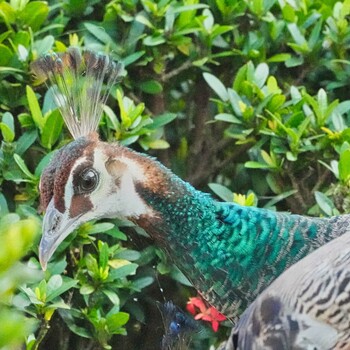 Green Peafowl Nong Bong Kai Non-Hunting Area Sun, 12/26/2021