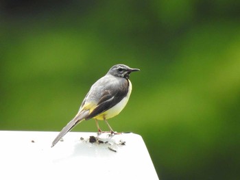 Grey Wagtail 大鹿村 Sun, 7/2/2017