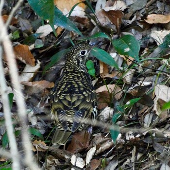 トラツグミ 座間谷戸山公園 2022年1月4日(火)