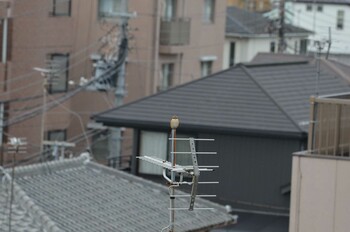 Bull-headed Shrike 東京都葛飾区柴又 Sun, 10/31/2021