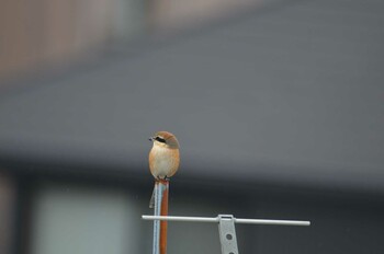 Bull-headed Shrike 東京都葛飾区柴又 Sun, 10/31/2021