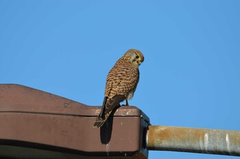 Common Kestrel 東京都葛飾区柴又 Tue, 1/4/2022