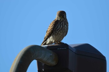 Common Kestrel 東京都葛飾区柴又 Tue, 1/4/2022