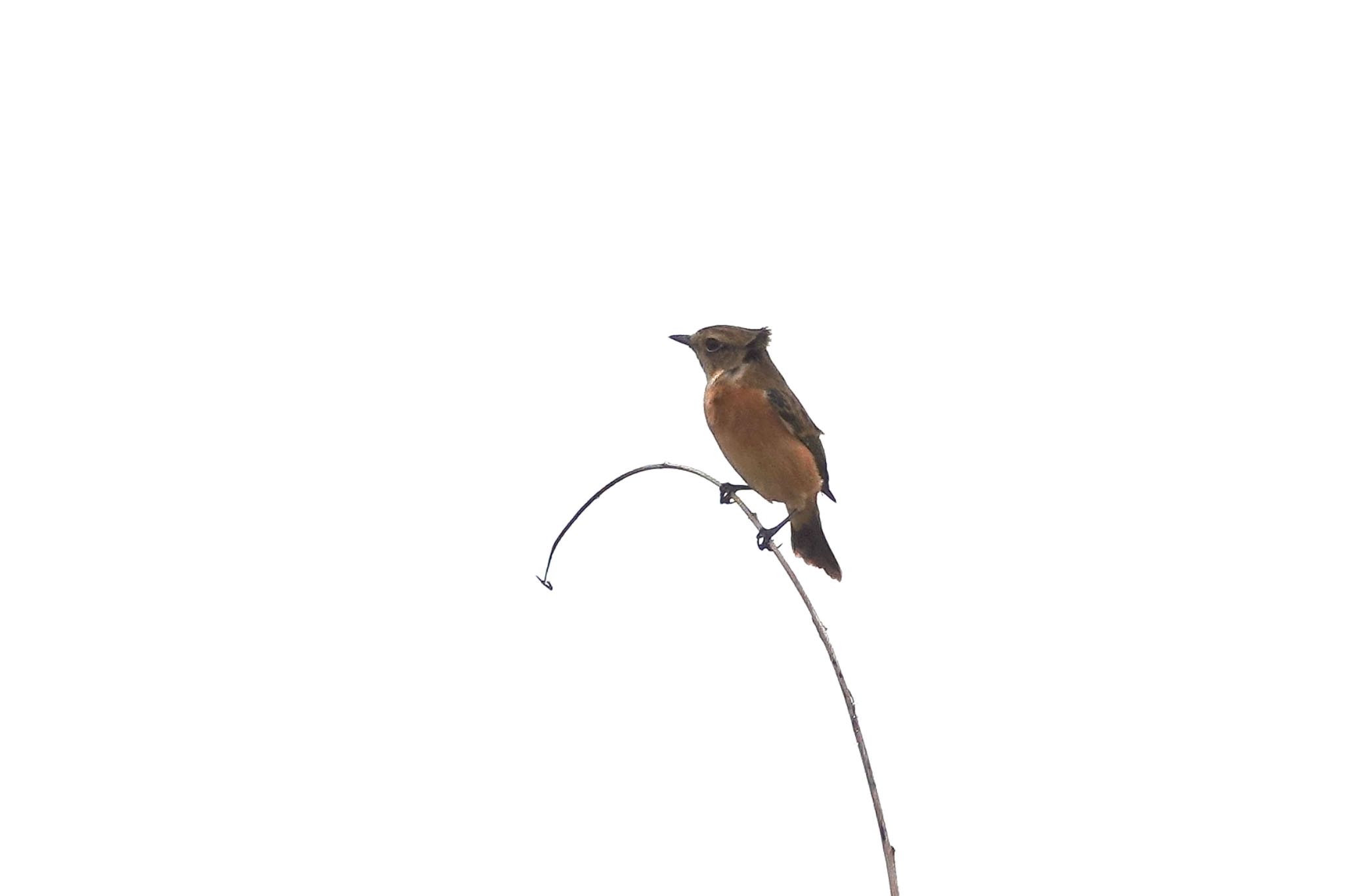 Photo of Amur Stonechat at 小浜島(八重山郡) by のどか