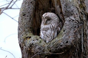 Ural Owl(japonica) 野幌森林公園 Sun, 11/21/2021