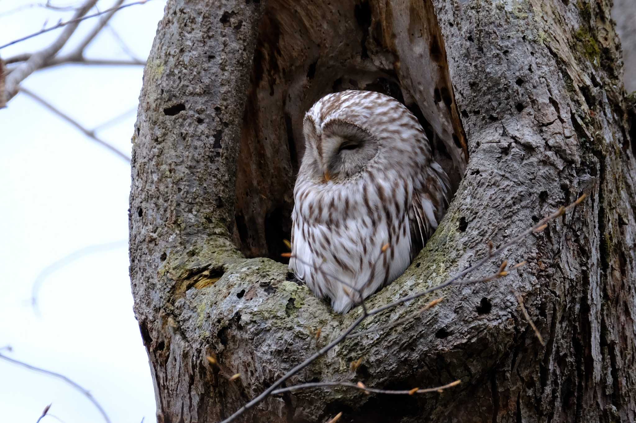 Photo of Ural Owl(japonica) at 野幌森林公園 by toru