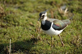 Northern Lapwing 潟ノ内(島根県松江市) Tue, 1/4/2022