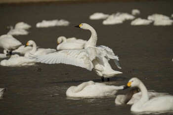 コハクチョウ 潟ノ内(島根県松江市) 2022年1月4日(火)