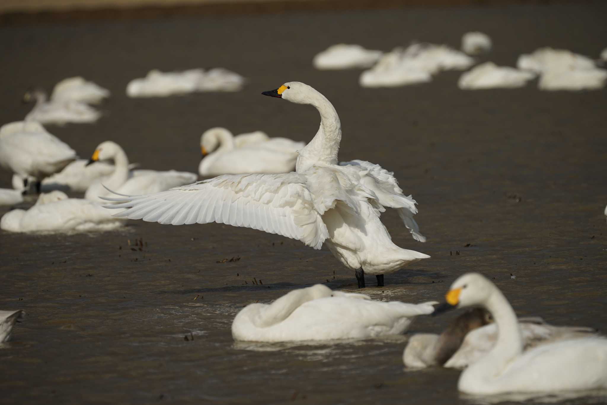 Photo of Tundra Swan at 潟ノ内(島根県松江市) by ひらも