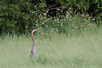 Purple Heron Ishigaki Island Sat, 6/10/2017