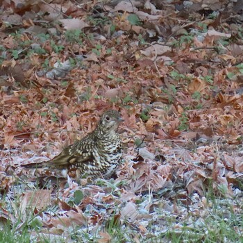 Tue, 1/4/2022 Birding report at 東京都立桜ヶ丘公園(聖蹟桜ヶ丘)