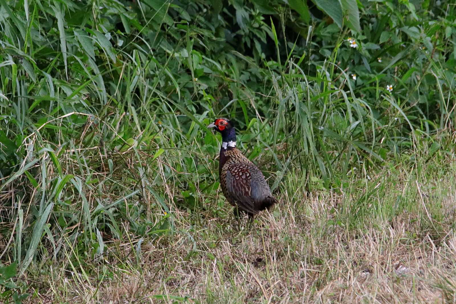 Photo of Common Pheasant at Ishigaki Island by とみやん