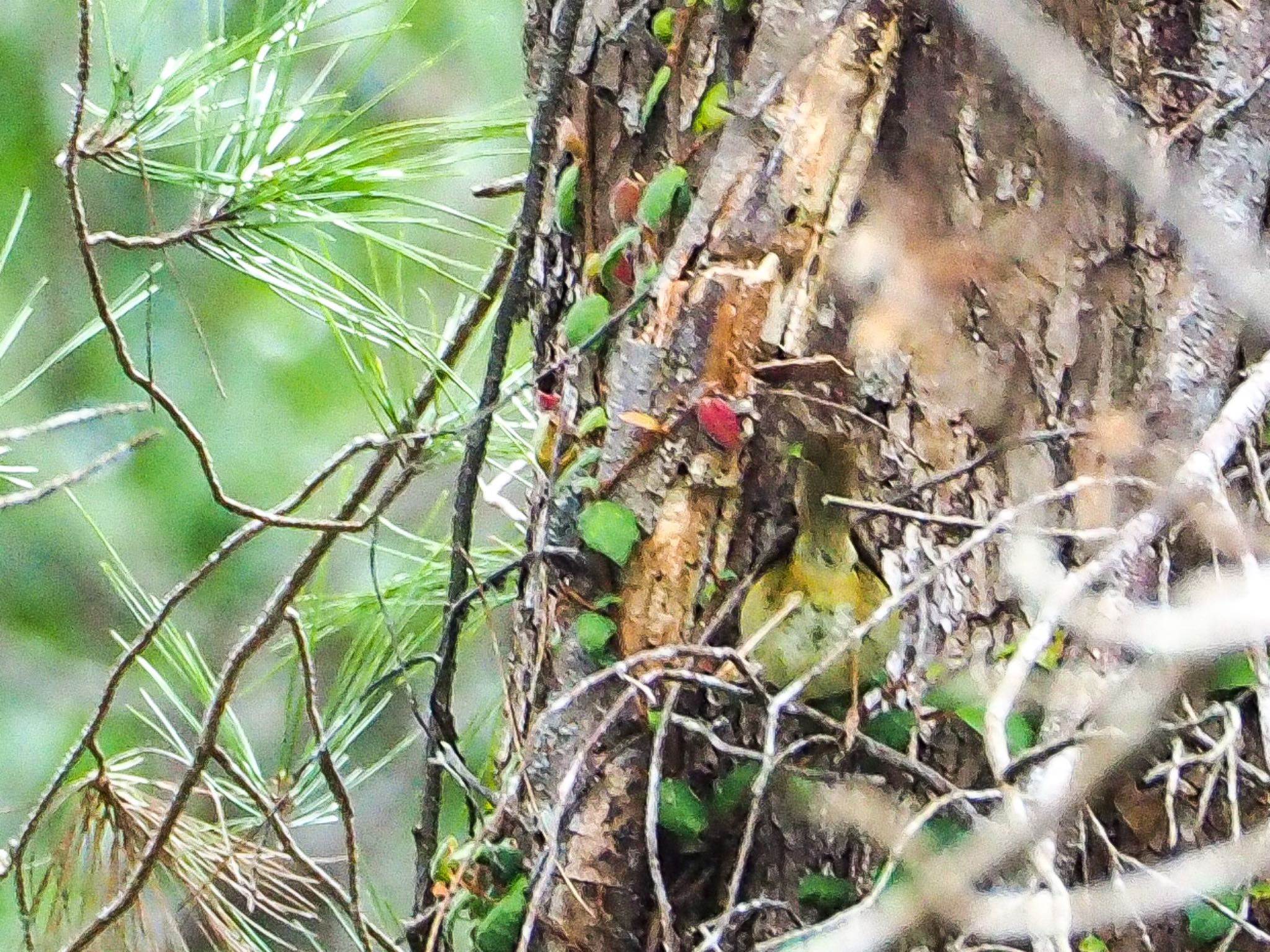 奄美大島 ダイトウウグイスの写真 by Walnut 