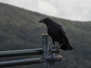 リュウキュウハシブトガラス 奄美大島 2021年12月28日(火)