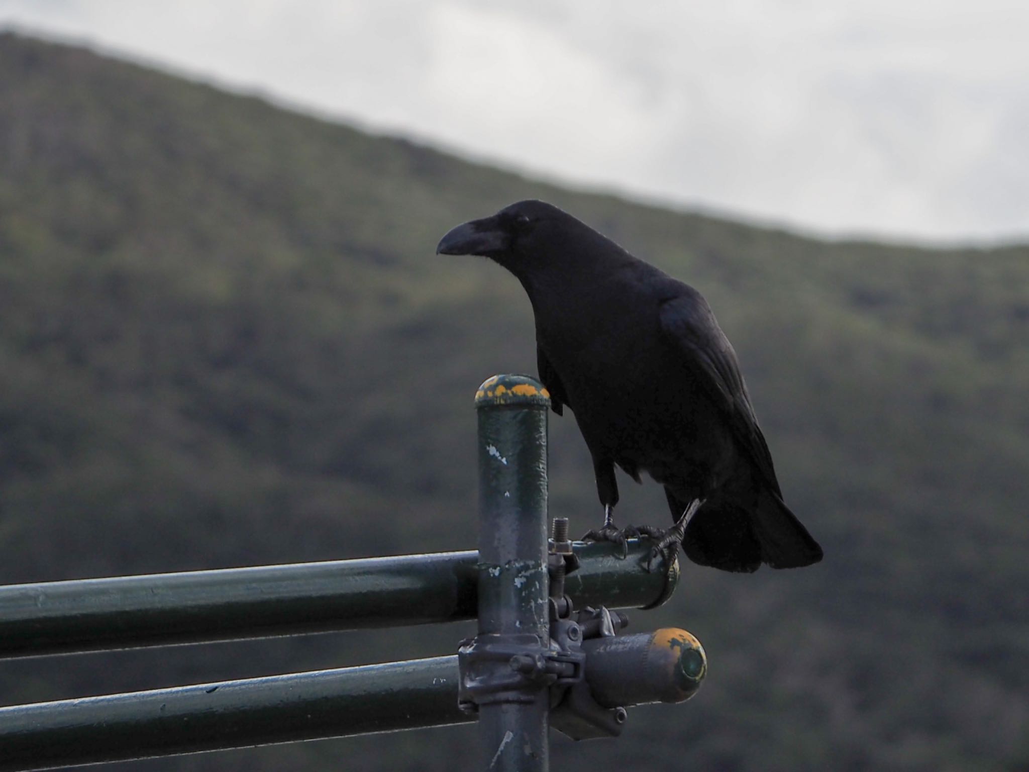 Photo of Large-billed crow(connectens) at Amami Island(General) by Walnut 