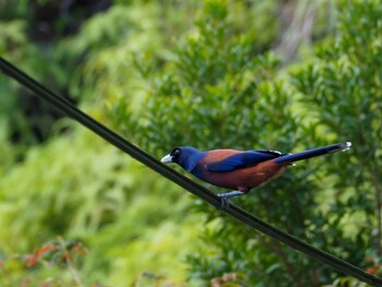 2021年12月28日(火) 奄美大島の野鳥観察記録