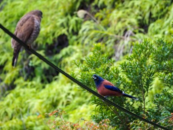 Lidth's Jay Amami Island(General) Tue, 12/28/2021