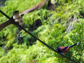 Lidth's Jay Amami Island(General) Tue, 12/28/2021