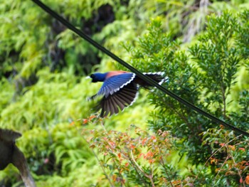 Lidth's Jay Amami Island(General) Tue, 12/28/2021