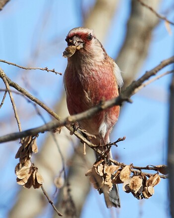 Siberian Long-tailed Rosefinch Watarase Yusuichi (Wetland) Sat, 12/25/2021