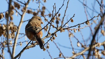 Siberian Long-tailed Rosefinch Watarase Yusuichi (Wetland) Sat, 12/25/2021