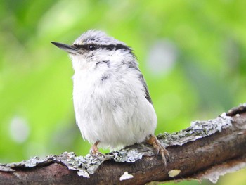 Eurasian Nuthatch パレットヒルズ Tue, 6/27/2017