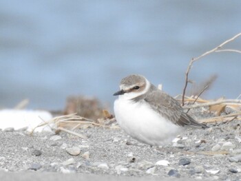 Kentish Plover 吉野川河口 Tue, 1/4/2022