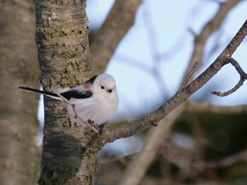 Long-tailed tit(japonicus) 勇払原野 Tue, 1/4/2022