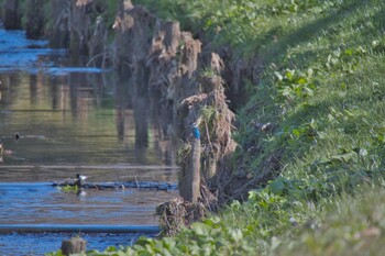 カワセミ 上尾丸山公園 2022年1月4日(火)