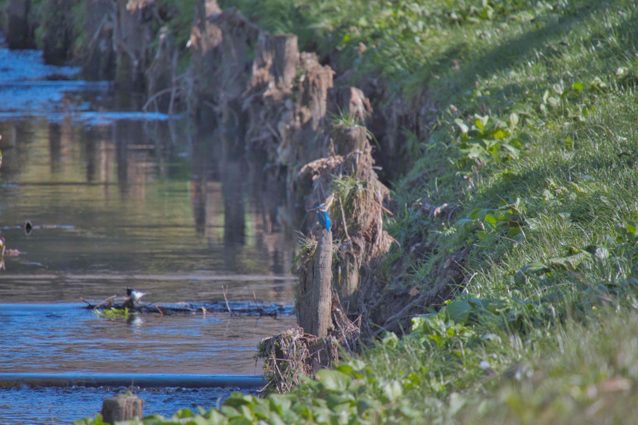 Common Kingfisher