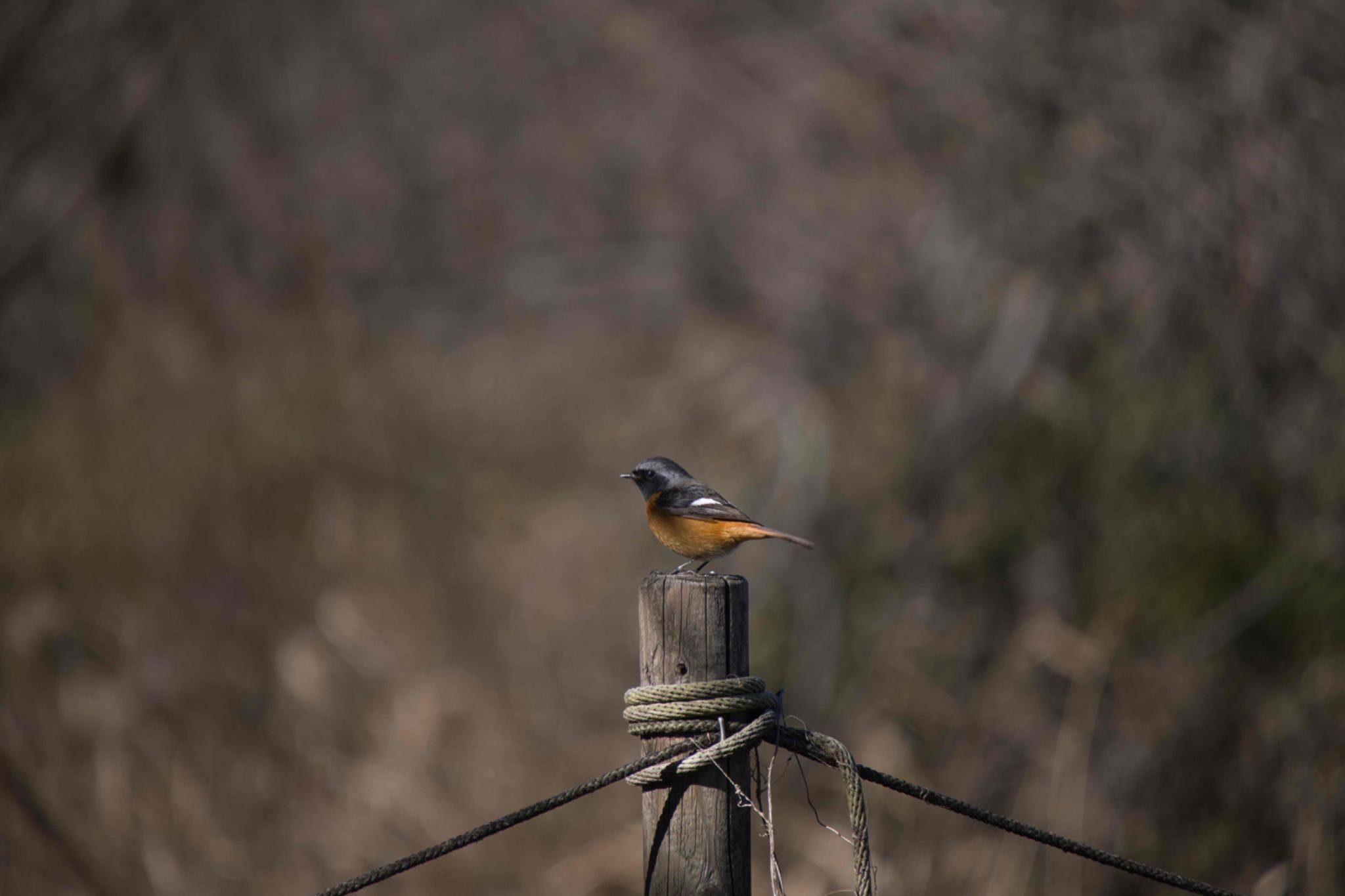 Daurian Redstart