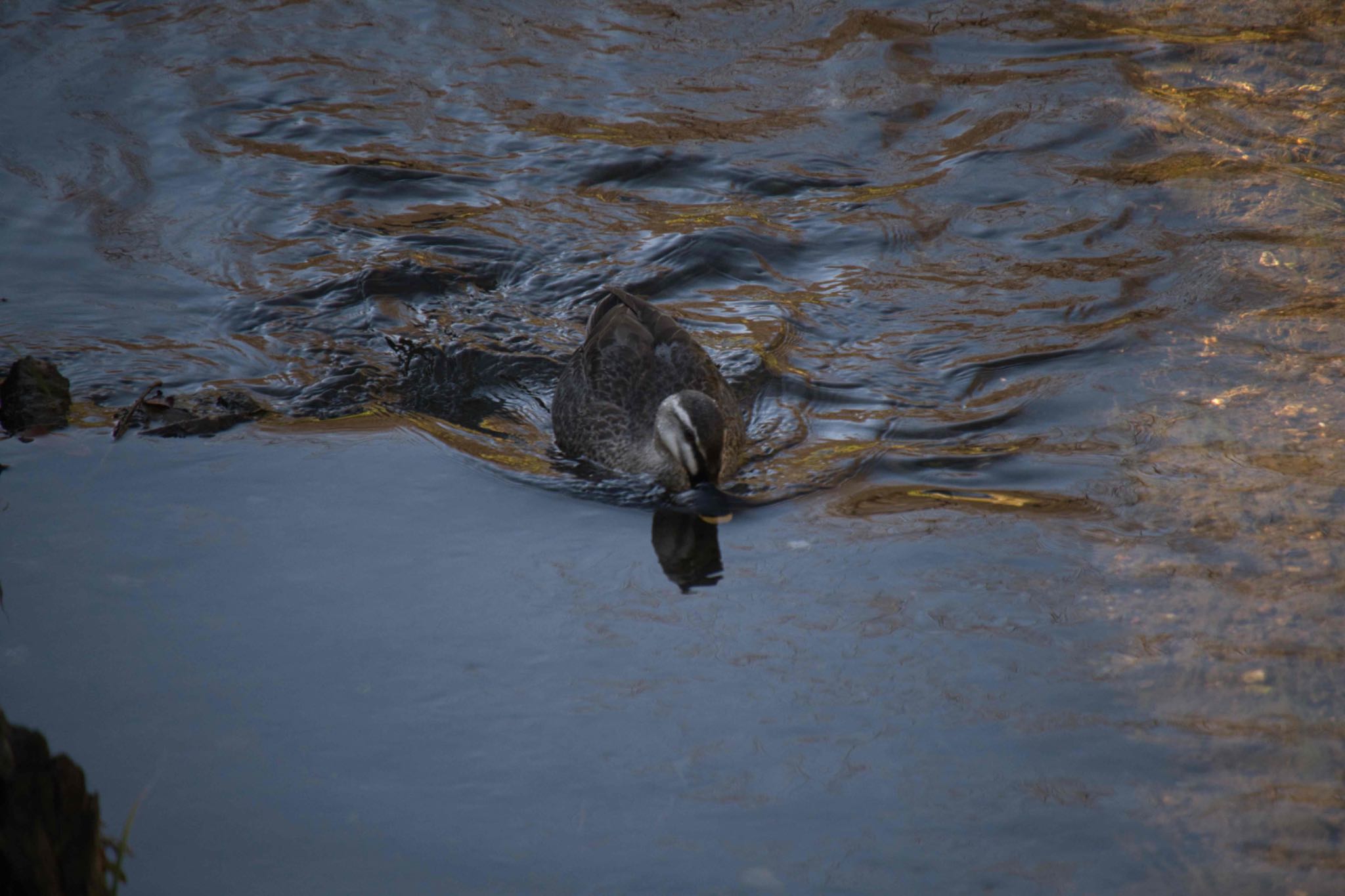 Eastern Spot-billed Duck