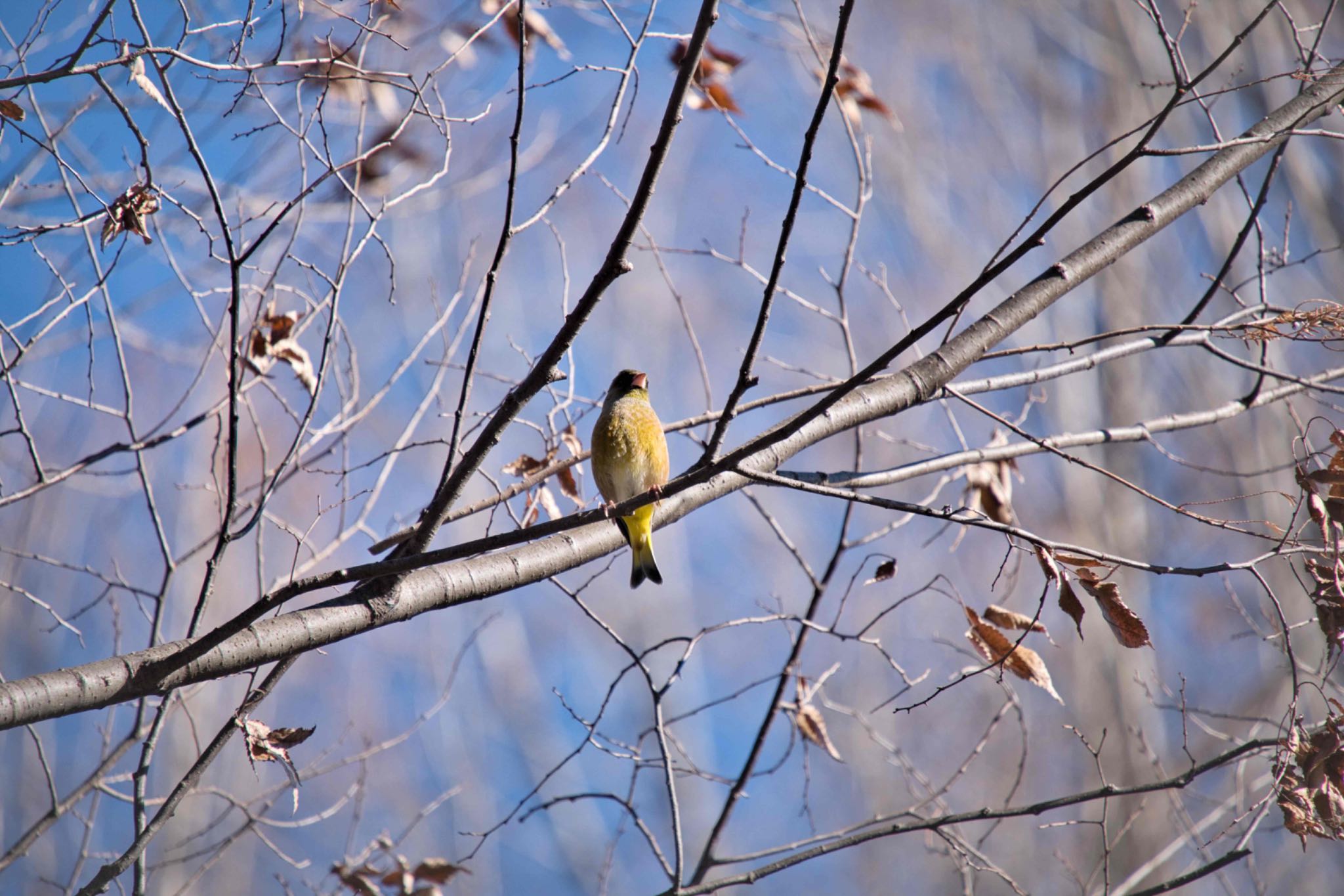 Grey-capped Greenfinch