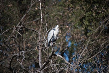 アオサギ 上尾丸山公園 2022年1月4日(火)