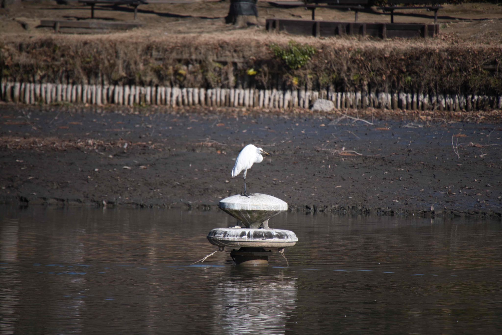 Little Egret