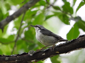 Eurasian Nuthatch パレットヒルズ Tue, 6/27/2017