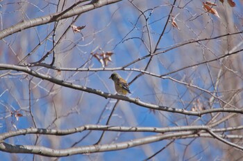 カワラヒワ 上尾丸山公園 2022年1月4日(火)