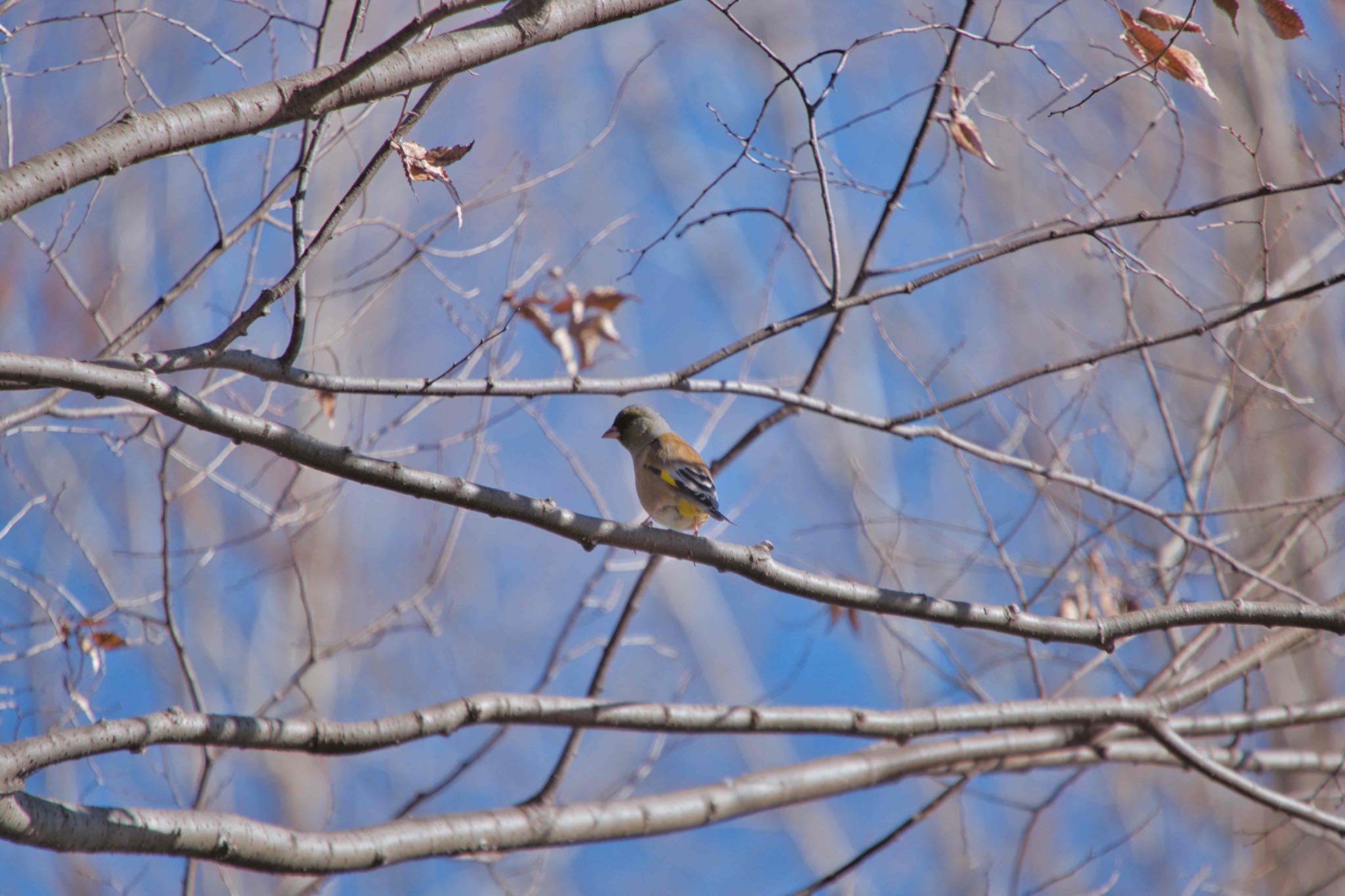 Grey-capped Greenfinch