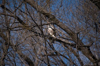 Tue, 1/4/2022 Birding report at 上尾丸山公園