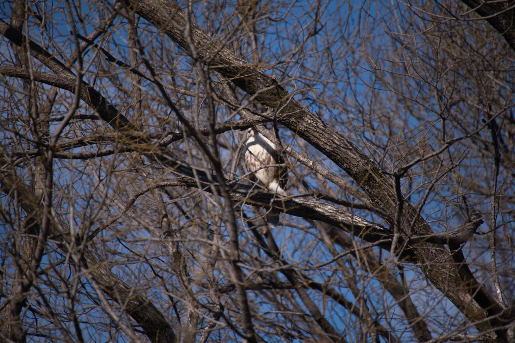 Eastern Buzzard