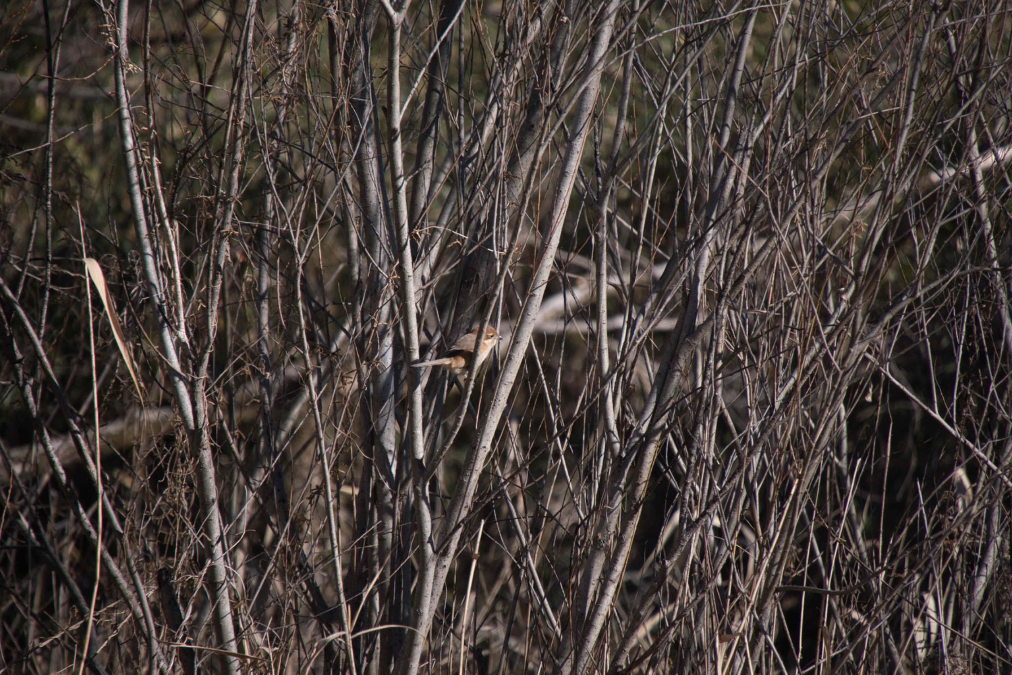 Bull-headed Shrike