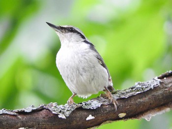 Eurasian Nuthatch パレットヒルズ Tue, 6/27/2017