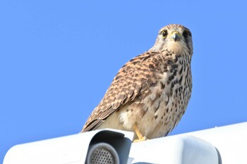 2022年1月4日(火) 新横浜公園の野鳥観察記録
