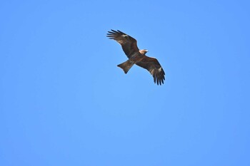 トビ 新横浜公園 2022年1月4日(火)